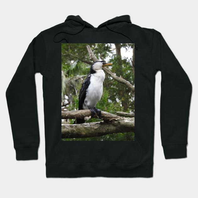 Little Pied Cormorant Hoodie by kirstybush